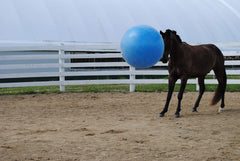 Horsemen's Pride ballon pour chevaux bleu, durable et fiable pour usage quotidien