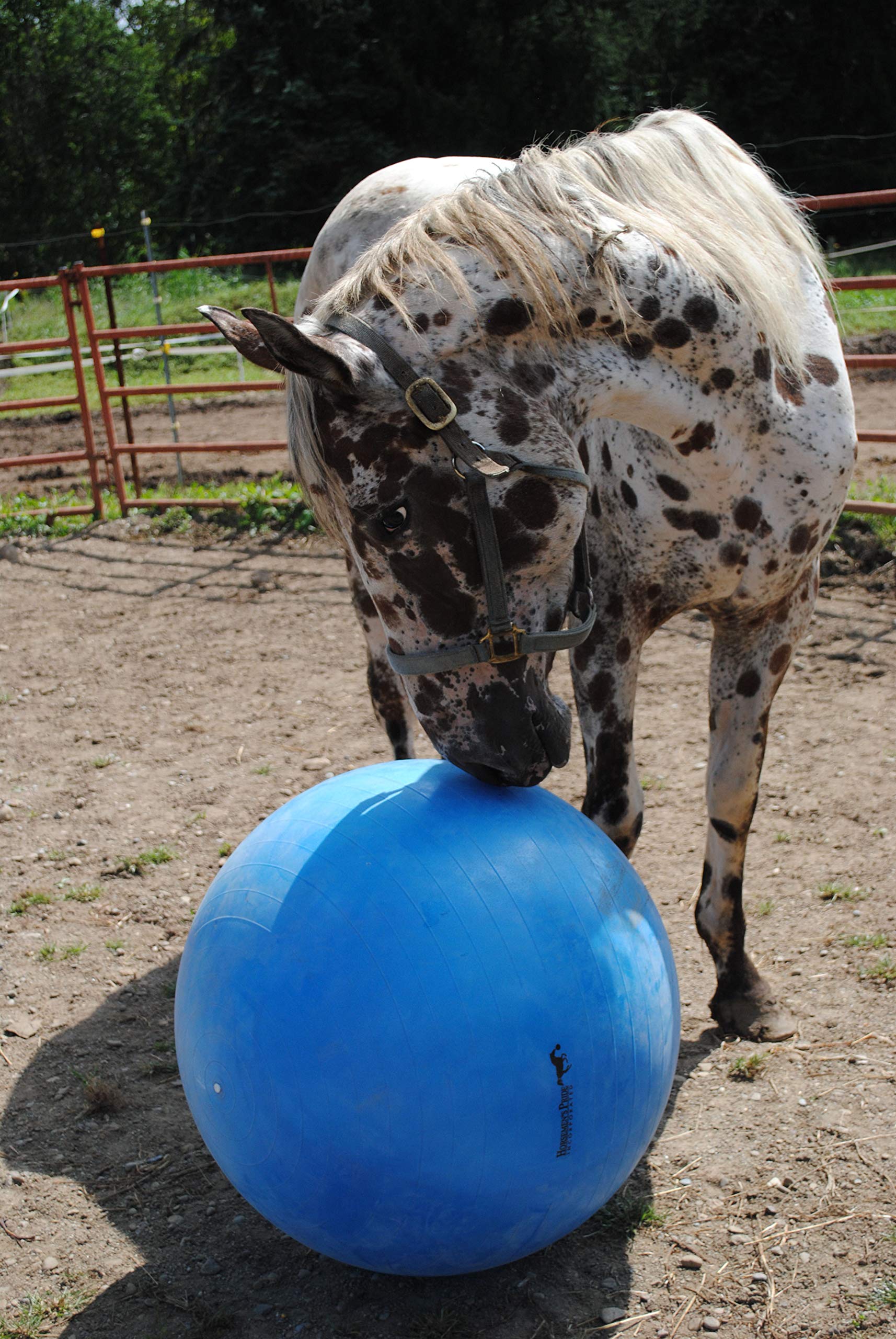 Horsemen's Pride ballon Mega, stimulation mentale et exercice sûr pour chevaux