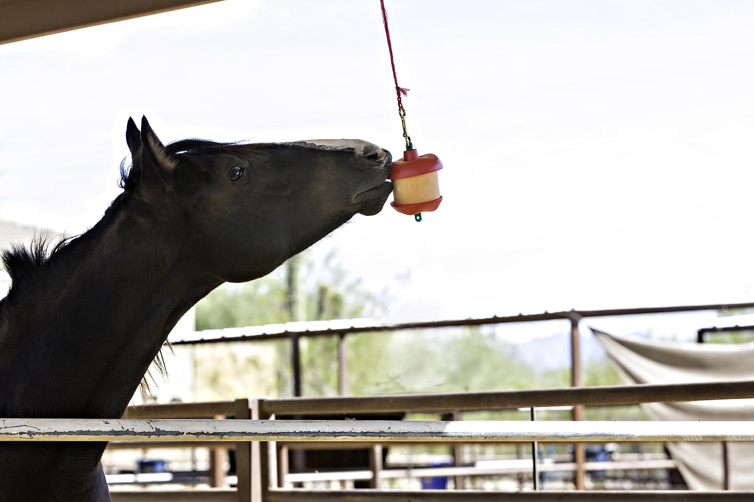 Horsemen's Pride Porte-gâterie d'écurie en mouvement, divertit le cheval au box.