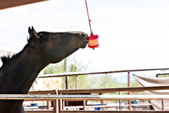 Horsemen's Pride Porte-gâterie d'écurie en mouvement, divertit le cheval au box.