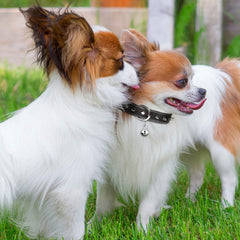 Hotop cloche-traceur chien, tracez facilement votre animal sans le chercher.