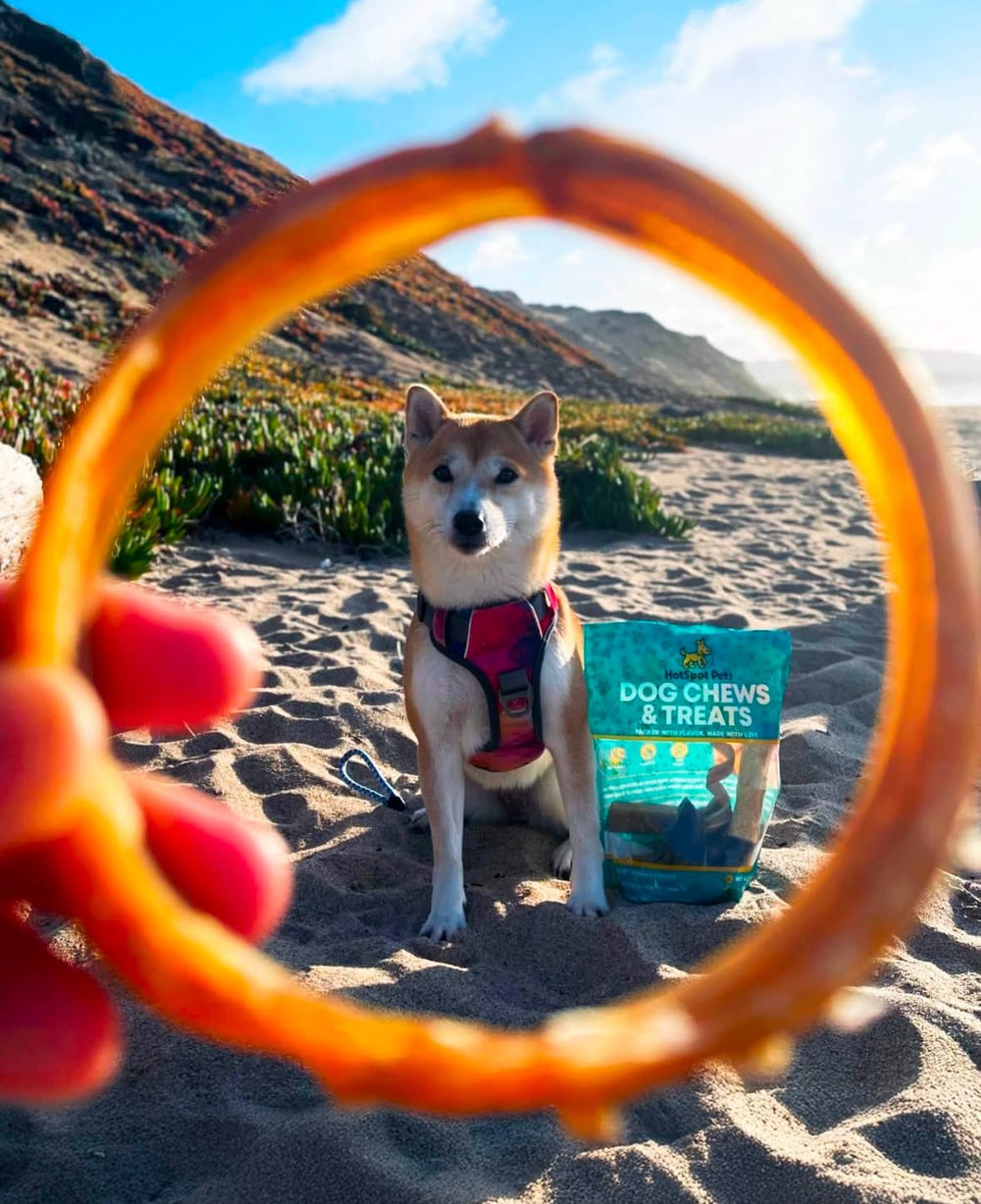 Anneaux Bully Stick Hotspot Pets, jeu interactif et stimulation mentale.