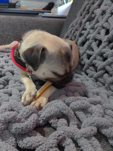 Hotspot Pets Bully Sticks protéines naturelles riches, collation nutritive satisfaisante
