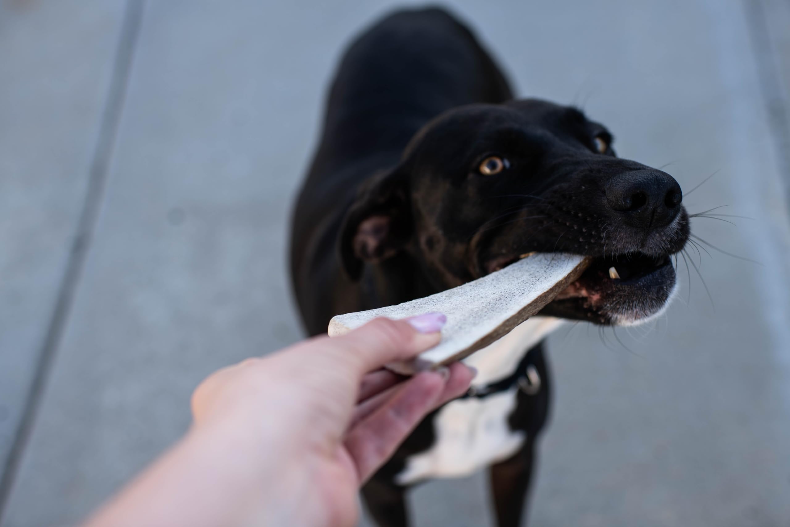 Hotspot Pets: douceur naturelle et texture intéressante elk split
