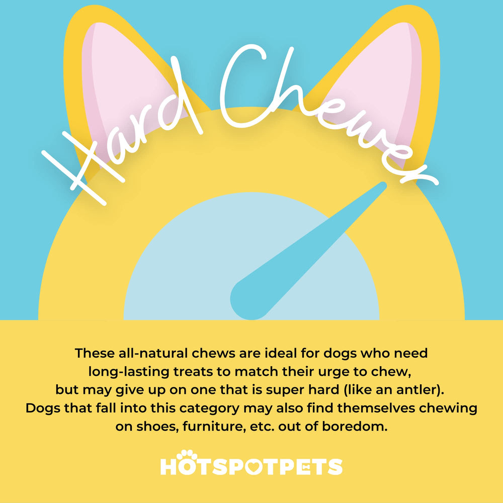 Hotspot Pets os en cuir brut, sans additifs, pour récompense naturelle.