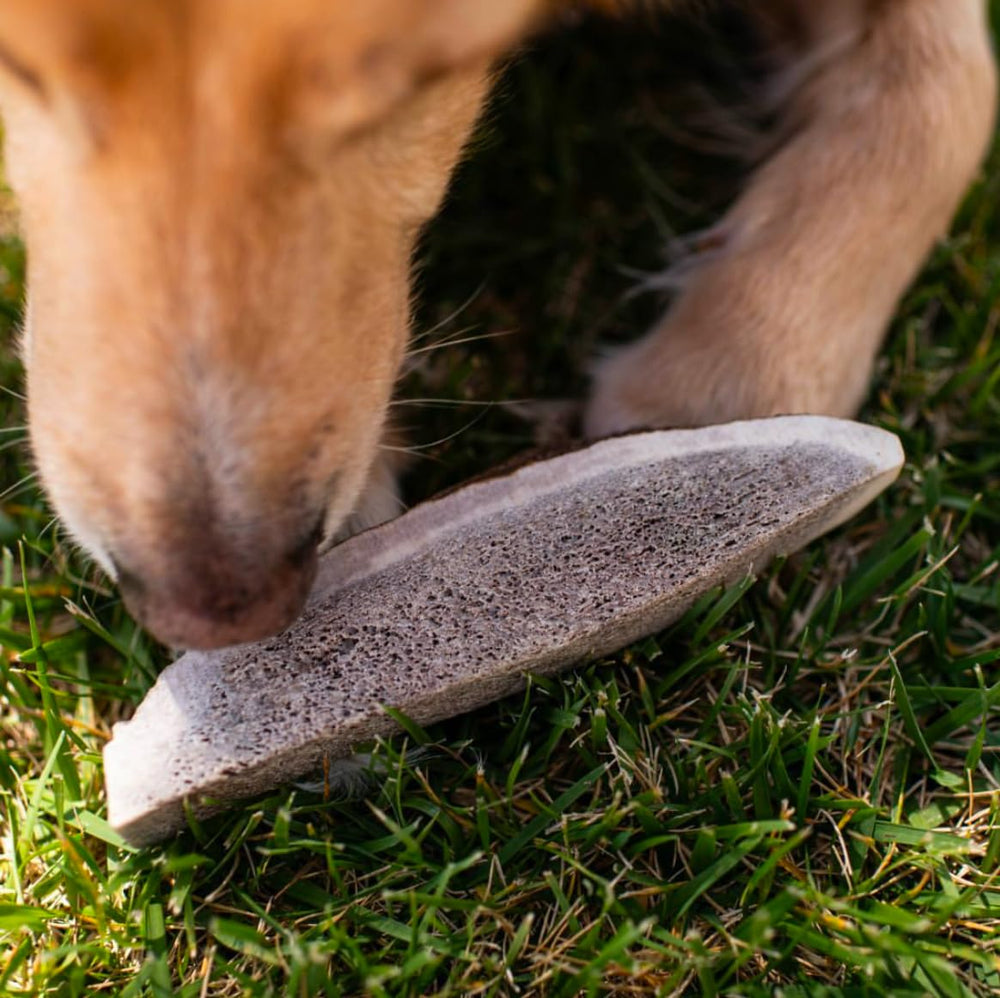 Hotspot Pets : sans additifs chimiques pour un choix naturel.