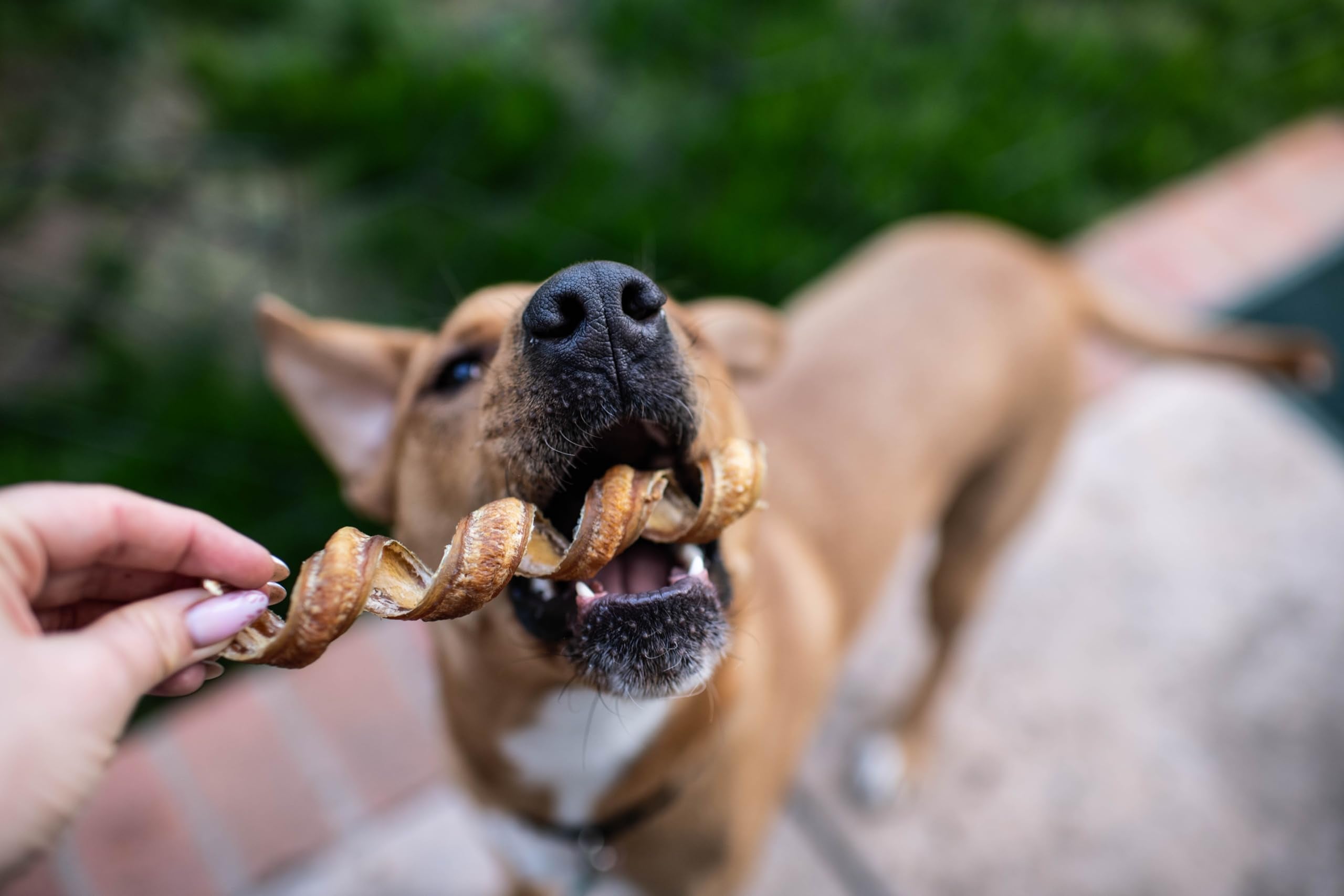 Utilisation quotidienne recommandée pour occuper et récompenser votre chien.