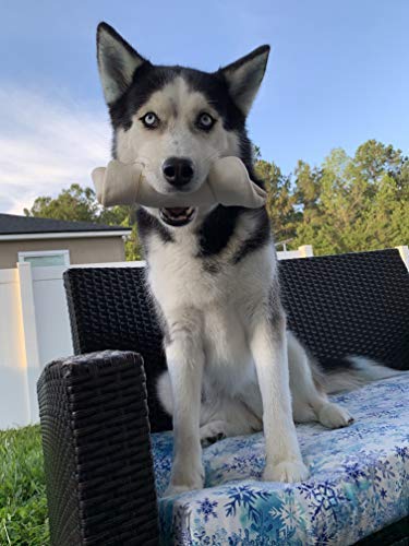 Hotspot Pets – taille 7 pouces, adaptée pour chiens moyens et grands.