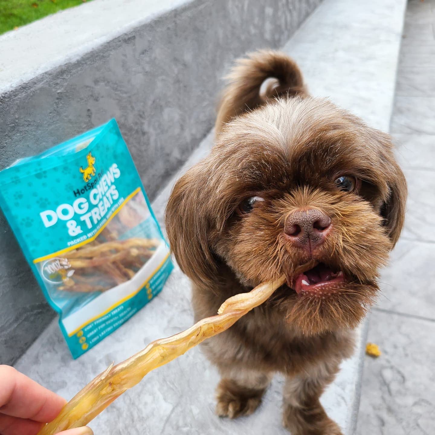 Hotspot Pets tendon boeuf 8 pouces fabrique aux etats-unis