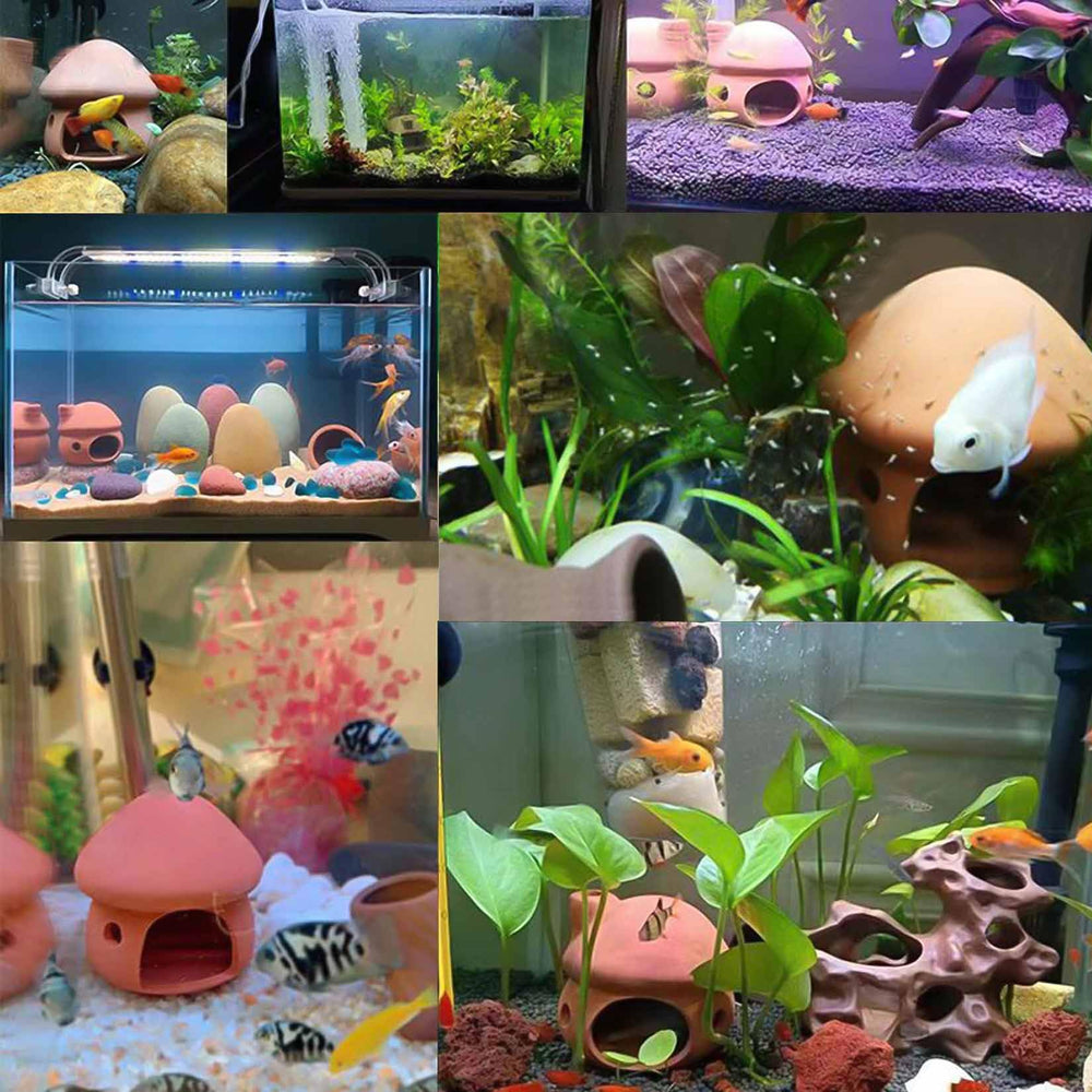 HouseUp décoration aquarium avec plantes, ensemble vivant et harmonieux.
