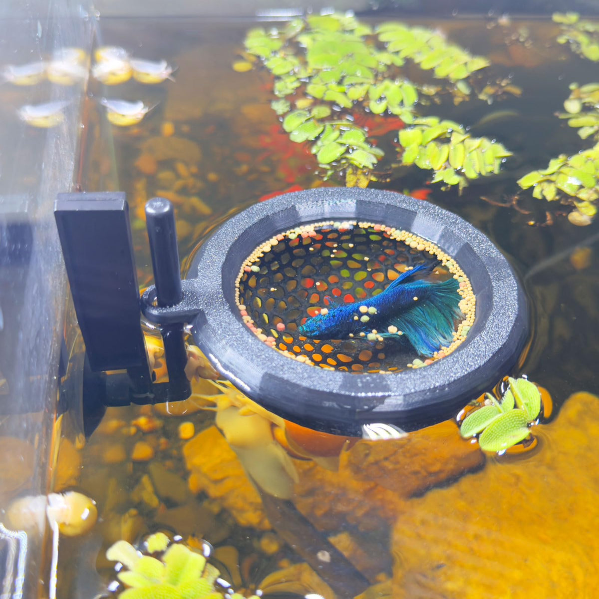 HOZOE cachette flottante Betta, refuge sûr dans l’aquarium.