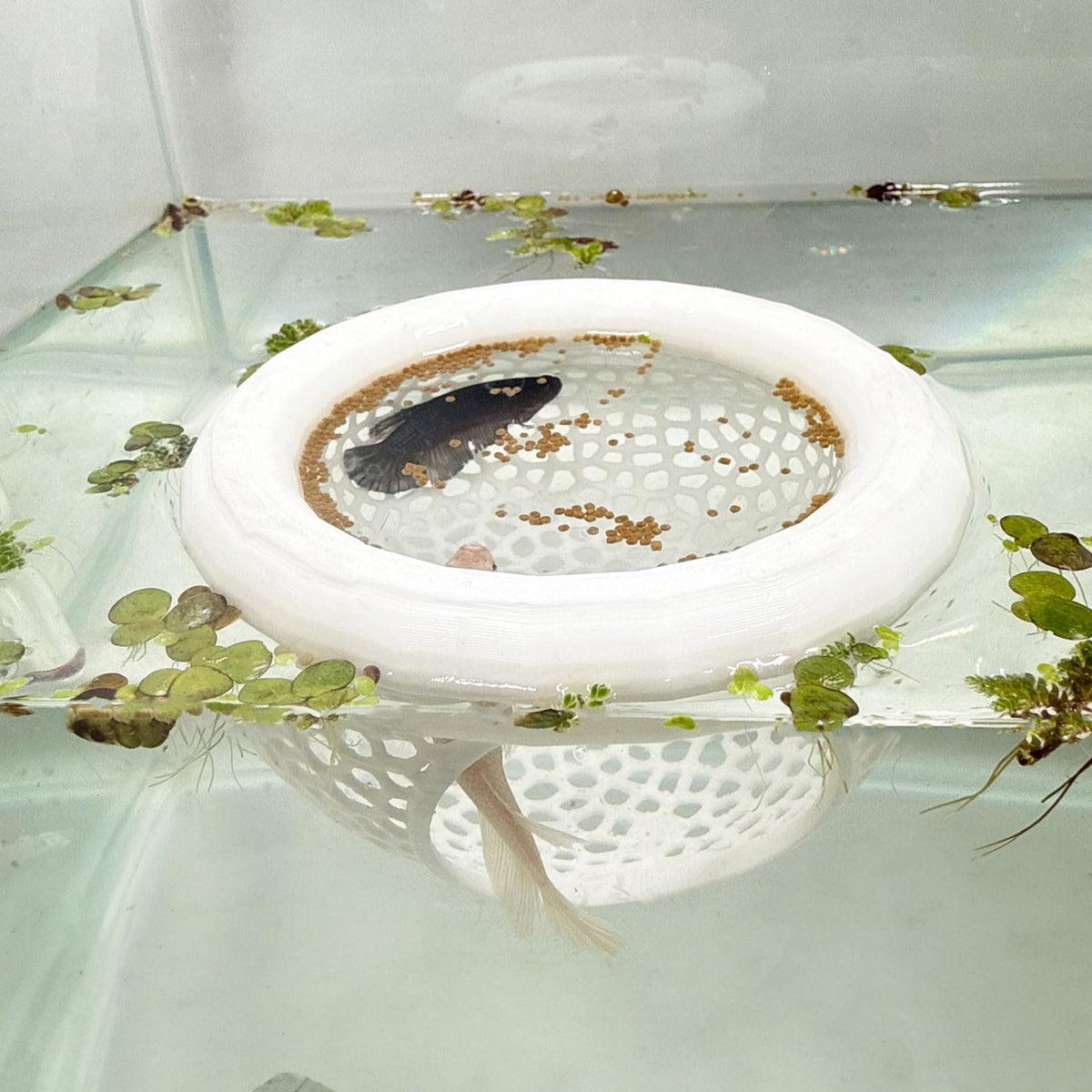 HOZOE caverne flottante blanche pour betta, refuge sécurisé.
