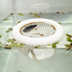 HOZOE caverne flottante blanche pour betta, refuge sécurisé.