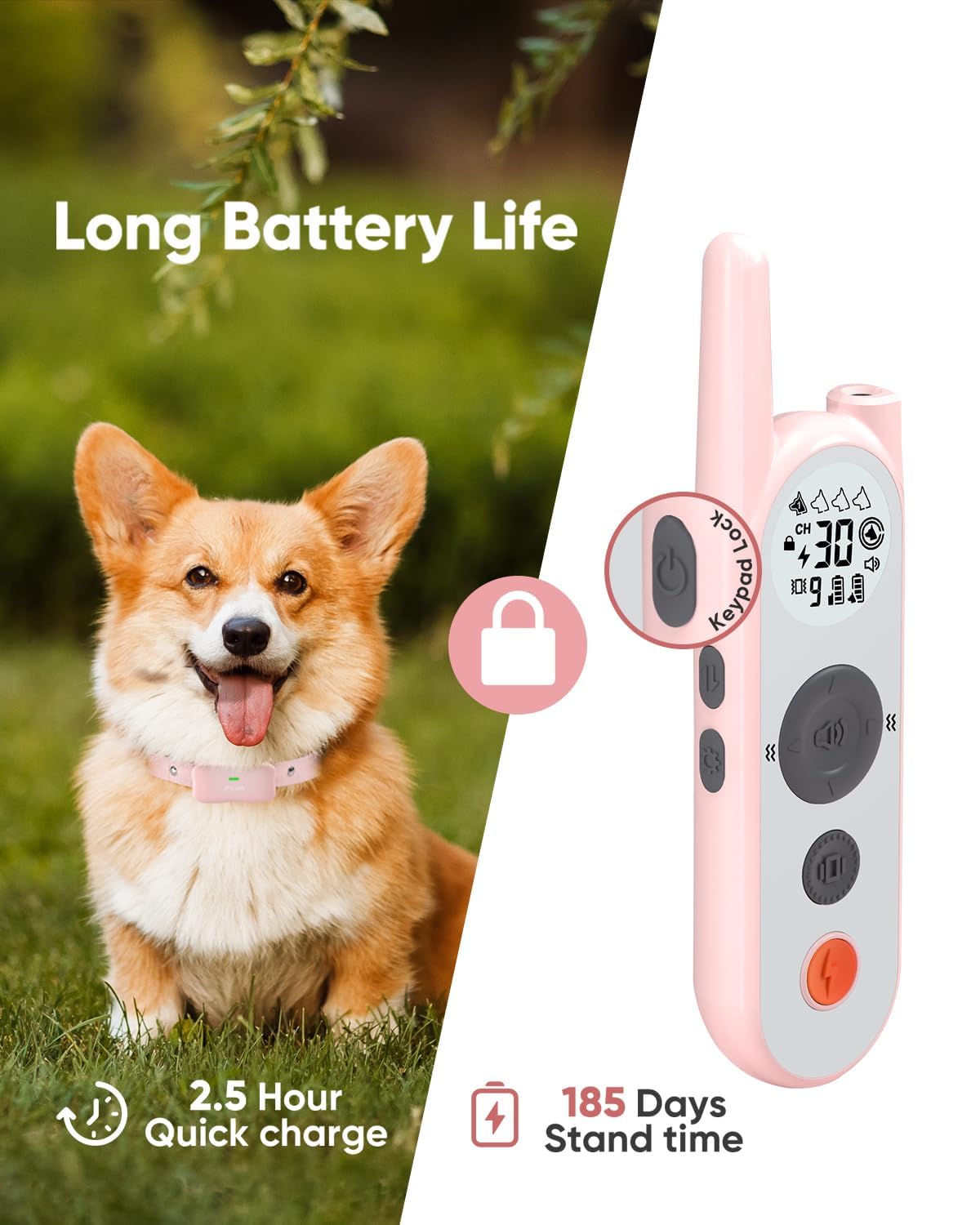 Htcuto configuration permettant d'entraîner plusieurs chiens.