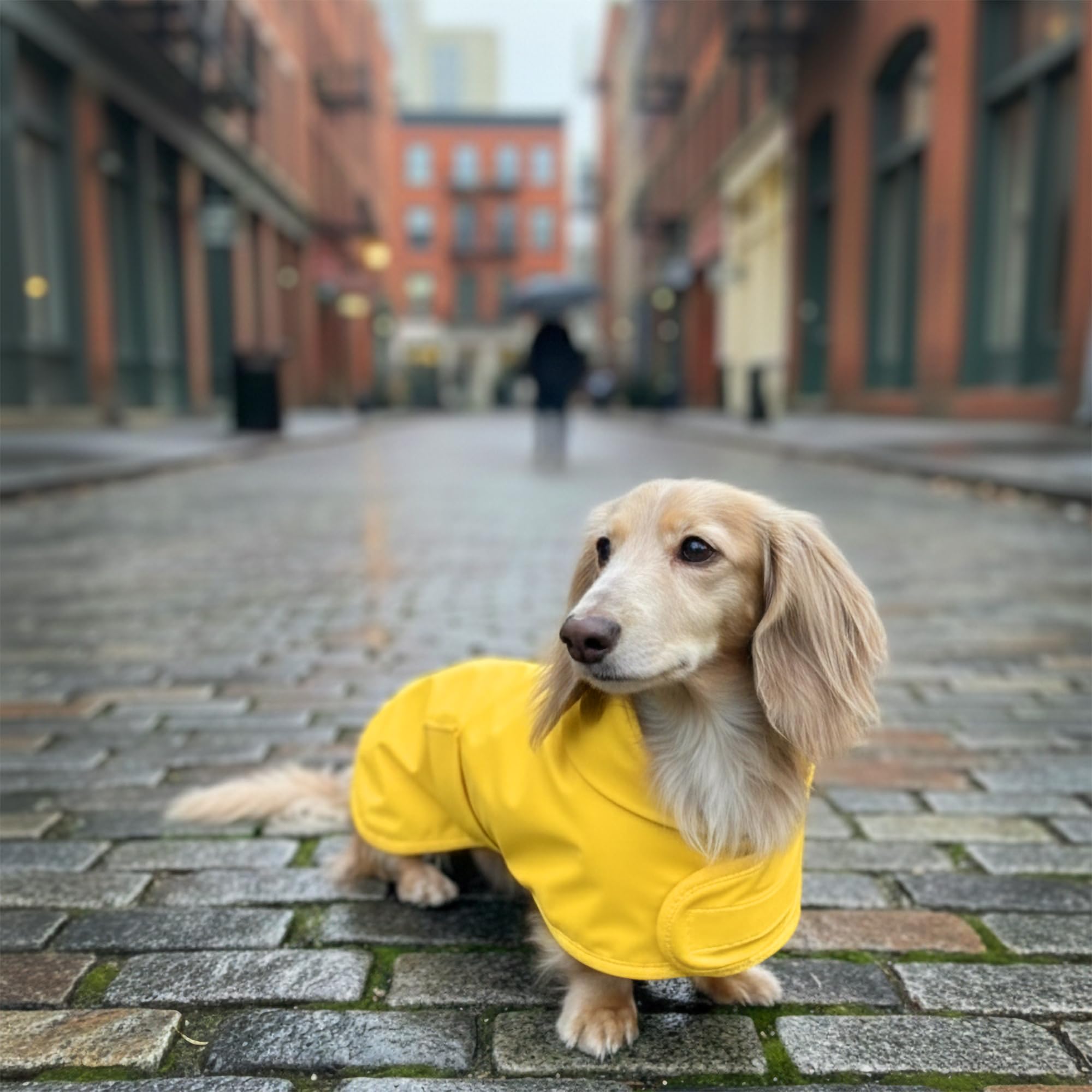 Accès harnais pratique avec l’imperméable Hudson Hound pour teckel jaune XS.