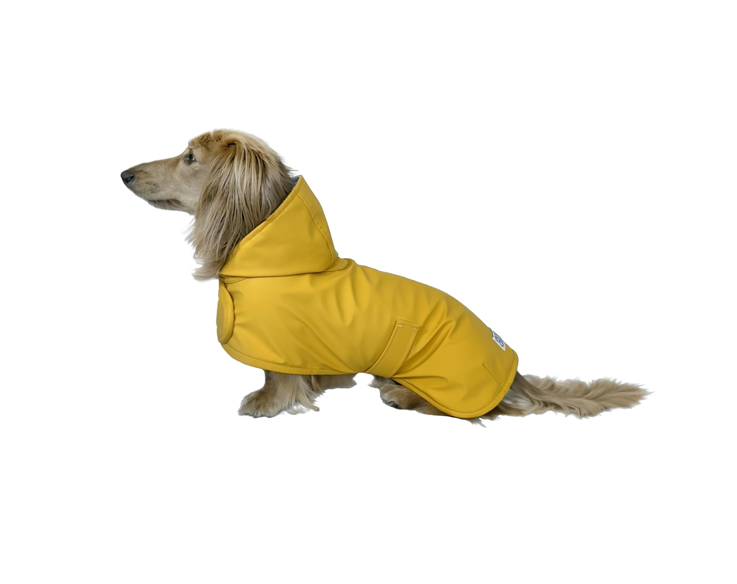 Hudson Hound imperméable pour teckel jaune XS — protection du visage par temps de pluie.