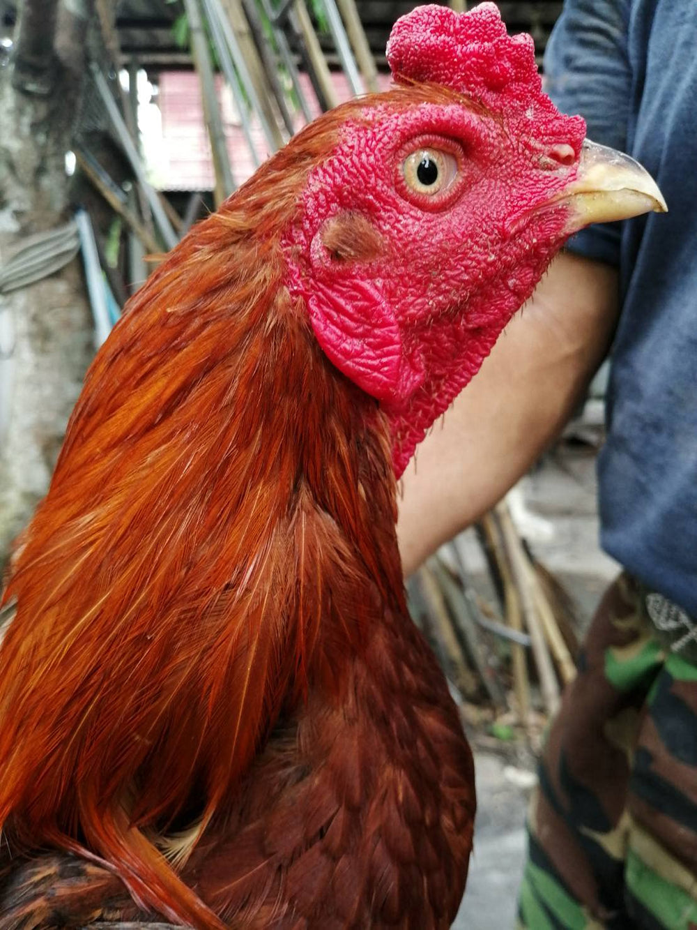 Poules et volailles – HULX Super Green soutient l’énergie et le bien-être.