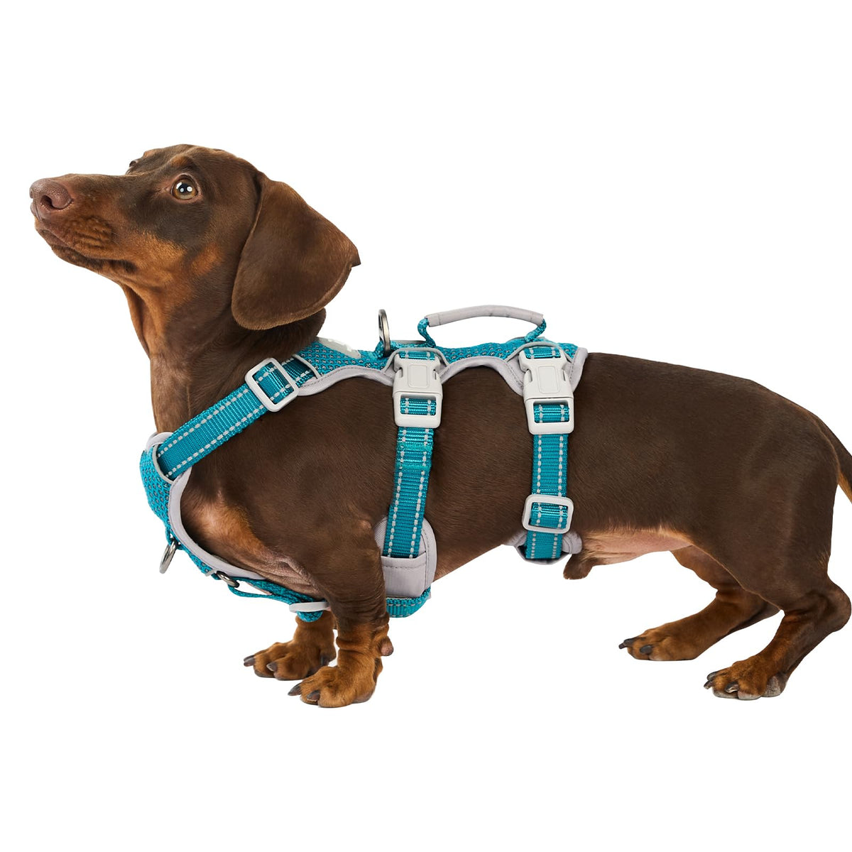 Huntboo harnais anti-évasion pour chien, visibilité nocturne améliorée.