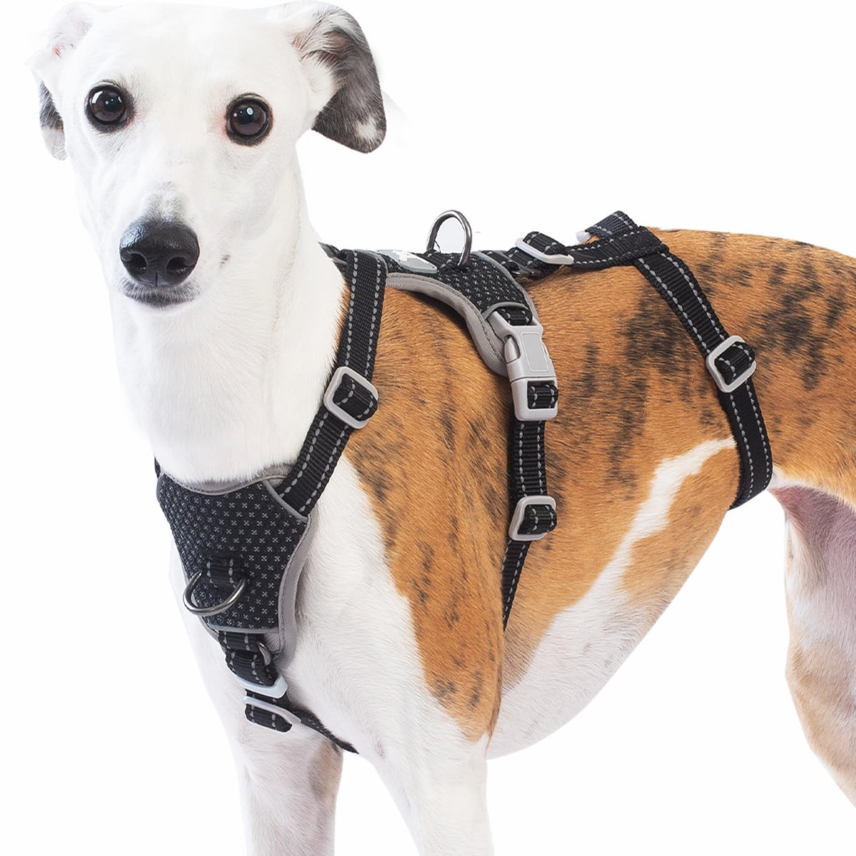 Huntboo harnais anti-évasion pour chien offrant sécurité et liberté de mouvement.