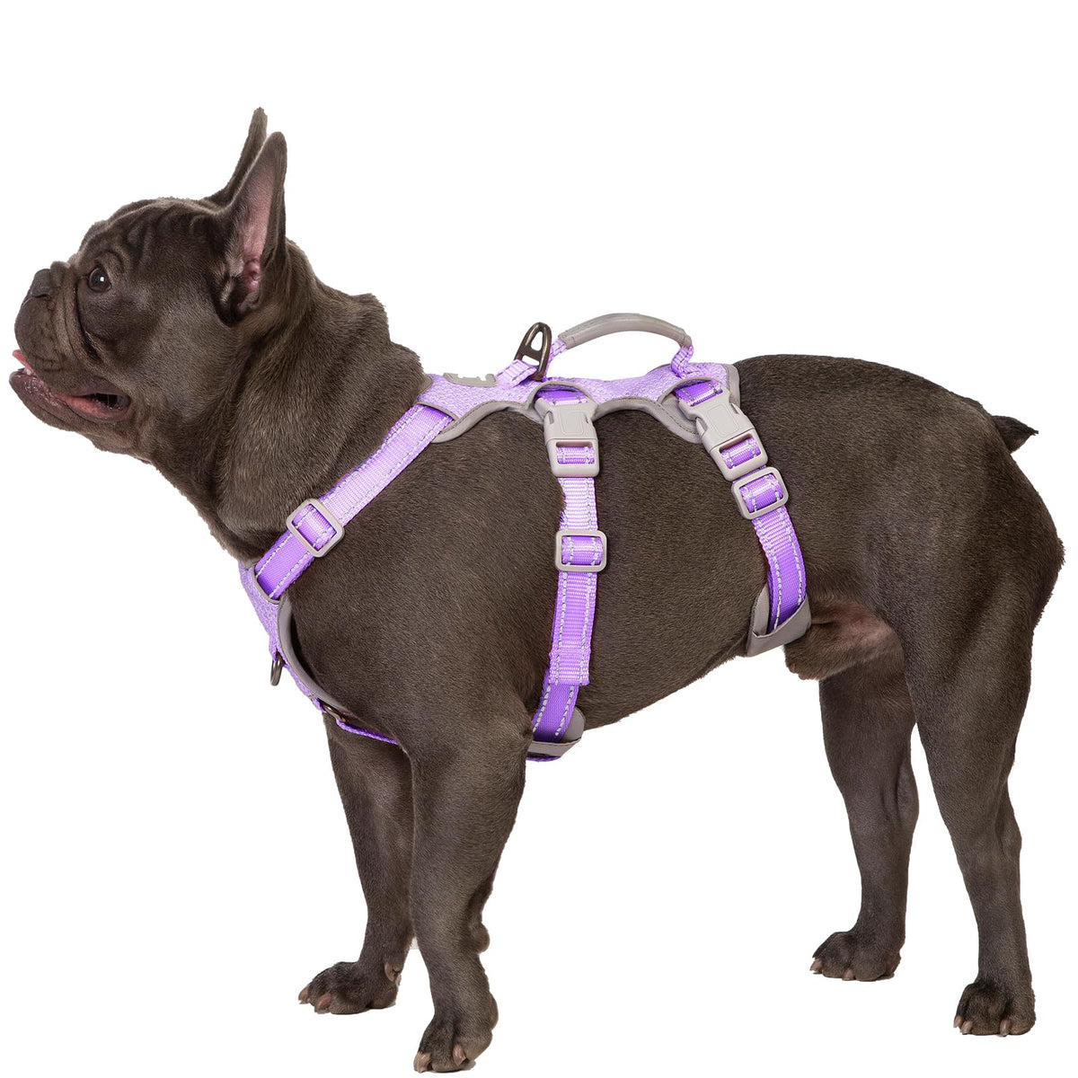 Huntboo harnais anti-fuite pour chien, maintien sûr en promenade.