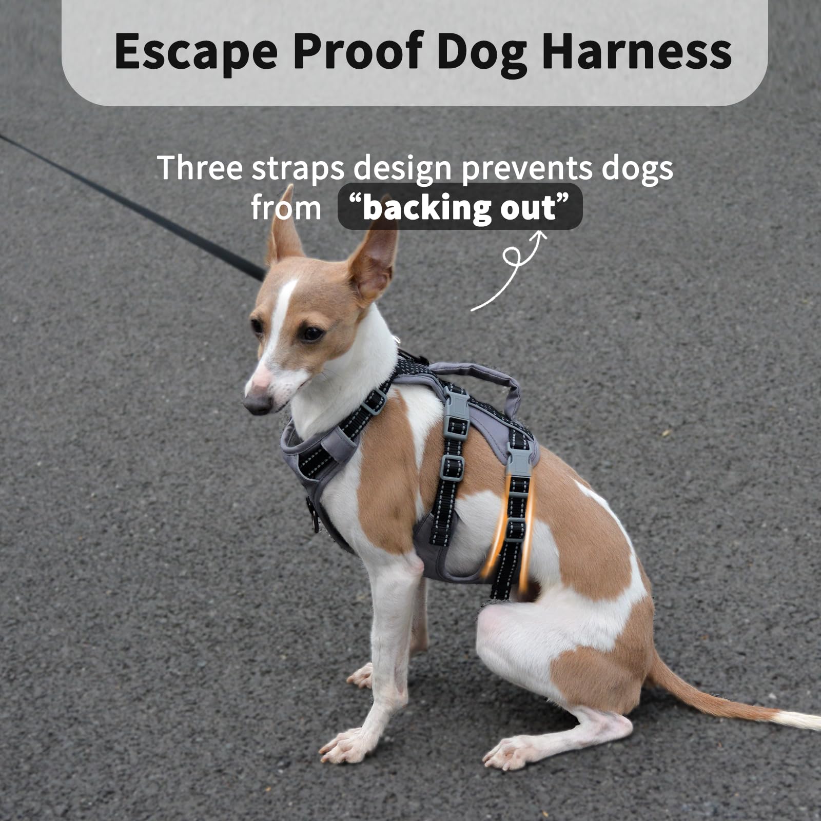 Huntboo harnais respirant en mesh air, confort durable pendant les longues balades.