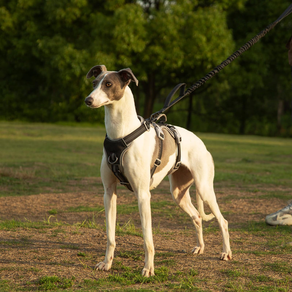 Harnais Huntboo en nylon ballistic durable, conçu pour les activités extérieures prolongées.