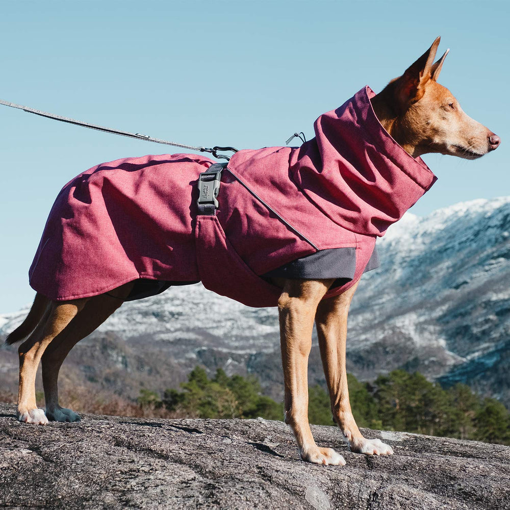 Hurtta Expedition Parka Beetroot – vue arrière, protection contre le froid