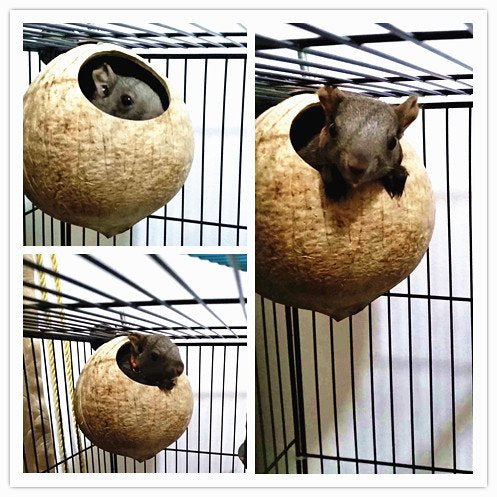 Ensemble nid coco Hypeety pour oiseaux, habitat naturel.