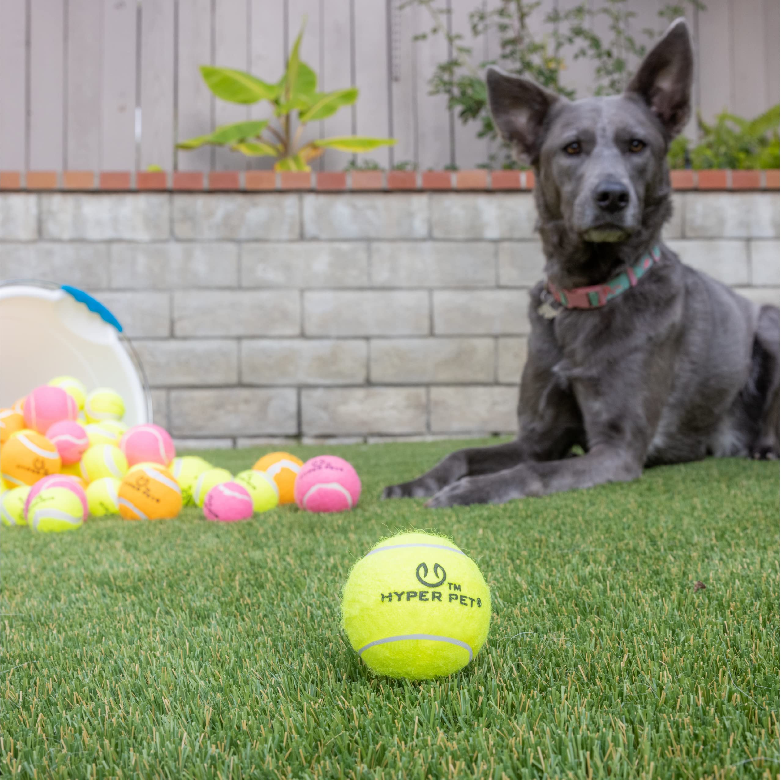 Hyper Pet balles-tennis utilisées avec lance-balles compatibles pour entraînement.
