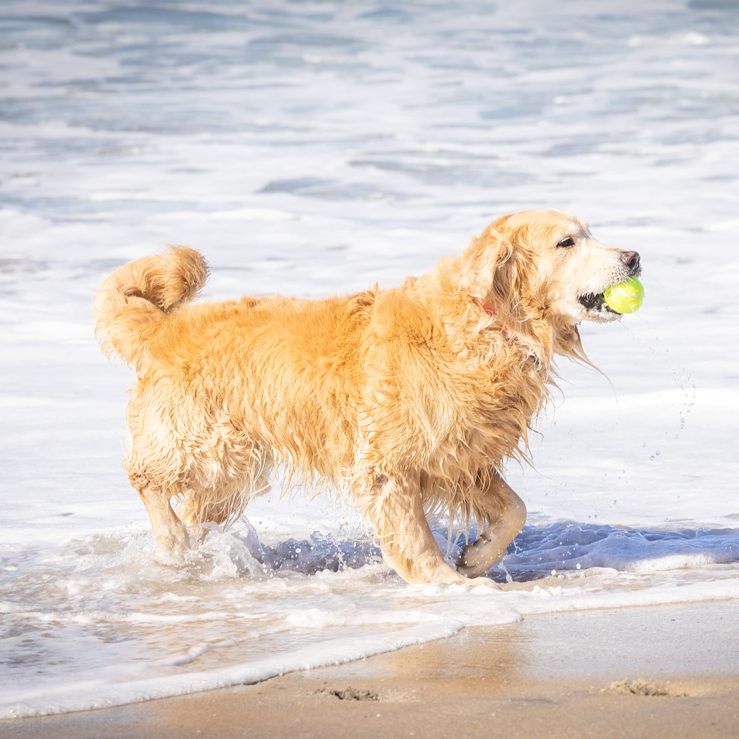 Balles Hyper Pet tennis flottantes prêtes pour l’eau