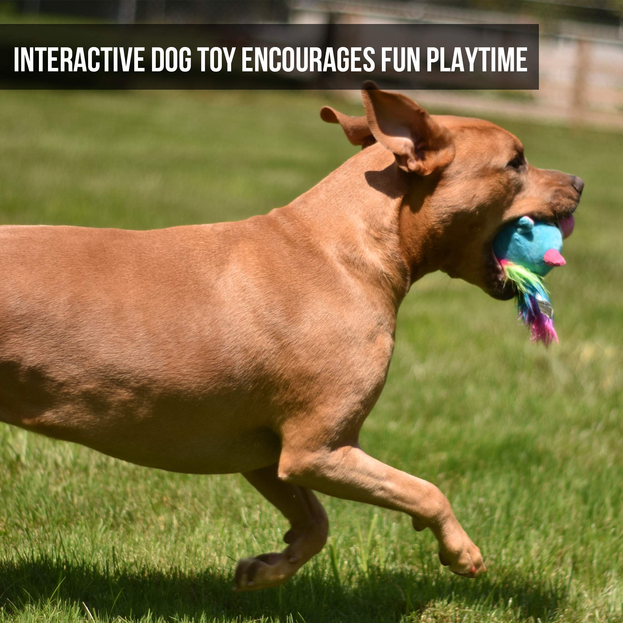 Hyper Pet Doggie Pal Unicorn, session de jeu adaptée à tous les chiens.