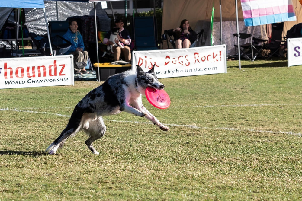 Hyperflite K-10 Jawz, diamètre 22 cm, 150 g, chien actif