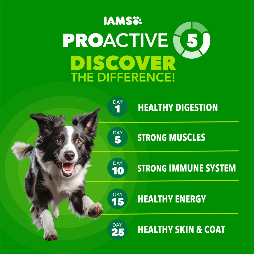 IAMS Proactive Health croquettes en gros plan montrant texture et forme.