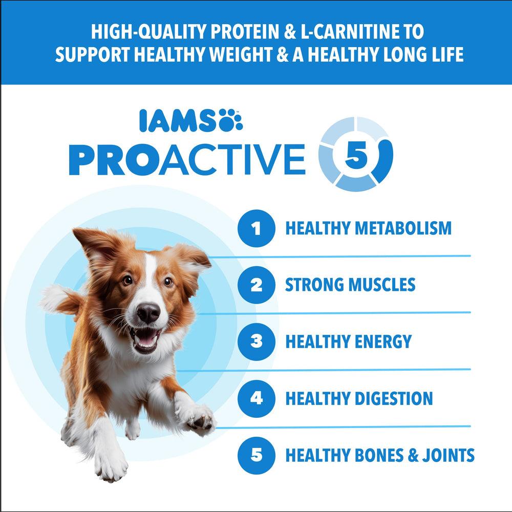 IAMS Proactive Health croquettes poulet et grains entiers – texture appétissante.