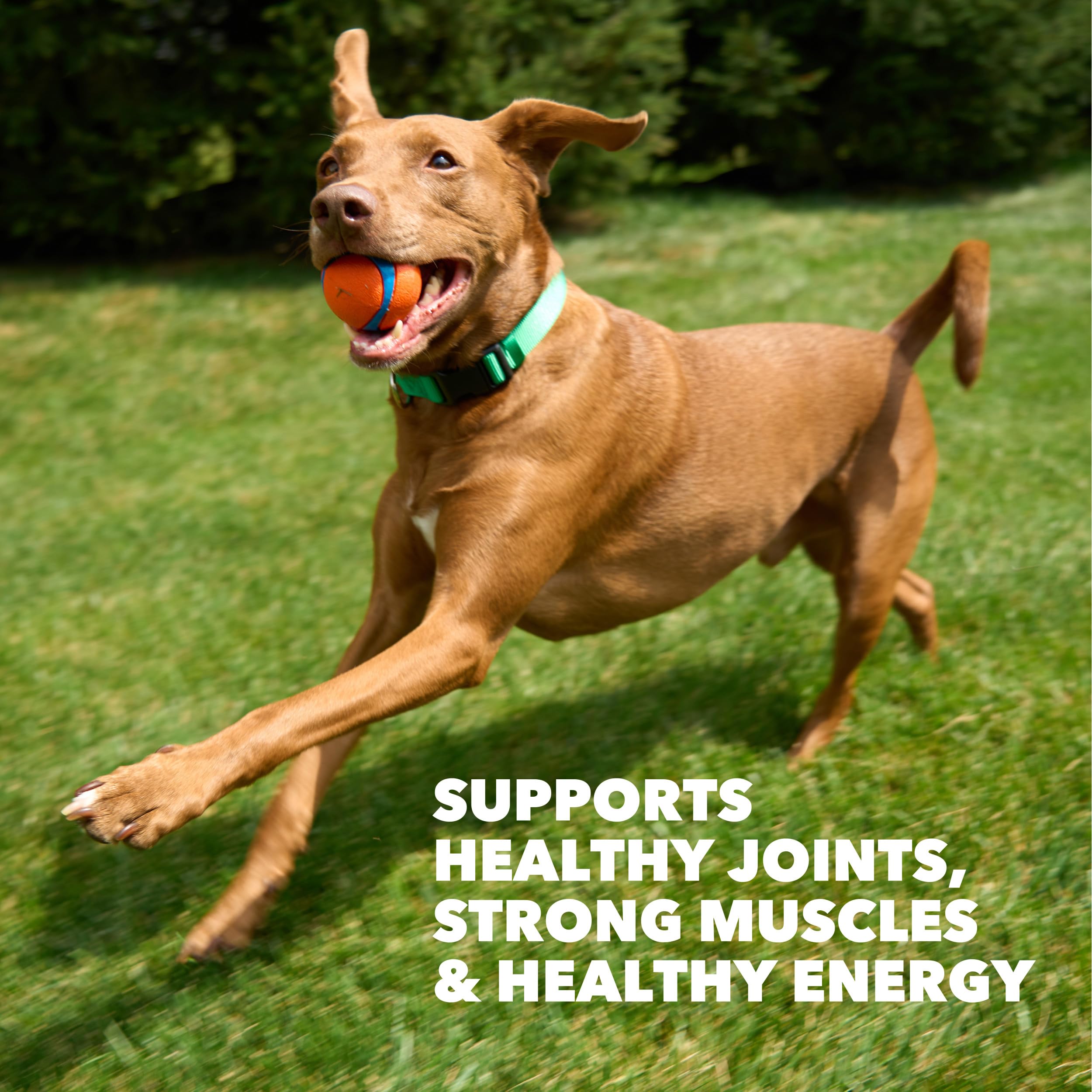IAMS Proactive Health grains sains fournissant énergie durable.