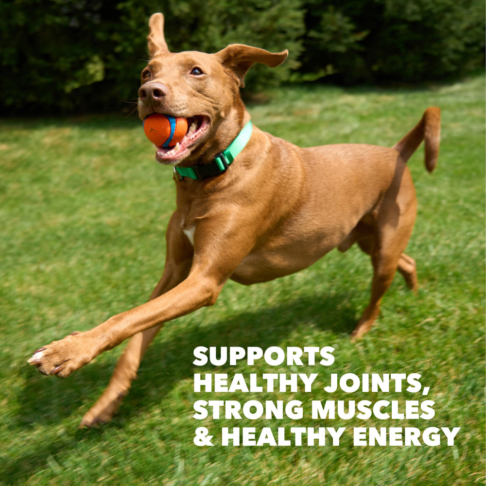 IAMS Proactive Health grains sains fournissant énergie durable.