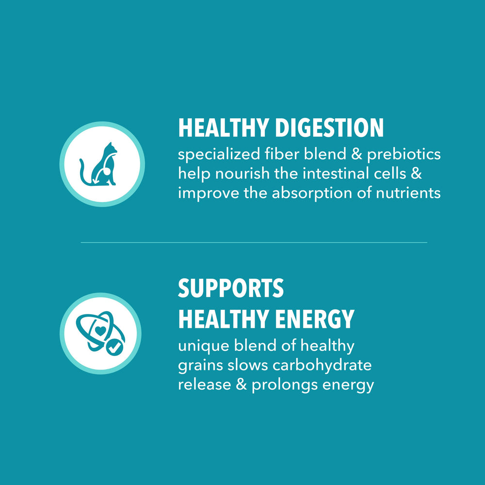 IAMS Proactive Health gros-plan-croquettes-poulet: croquettes savoureuses au poulet réel