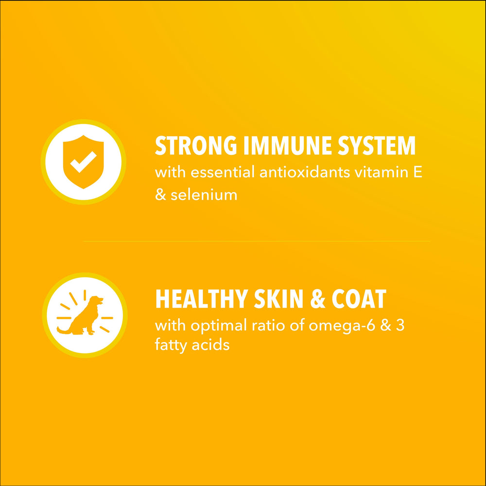 IAMS Proactive Health chiot muscles solides grâce aux protéines de poulet et œufs.
