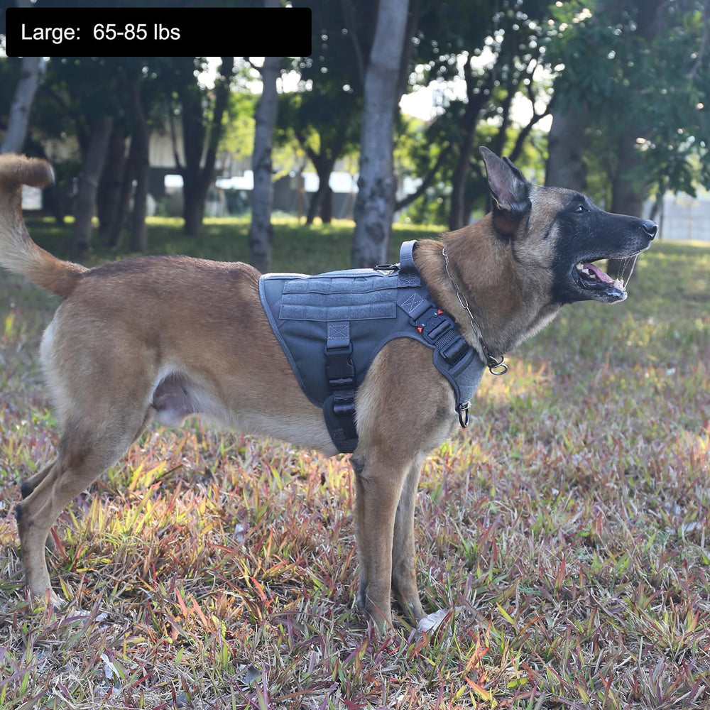 ICEFANG boucles métalliques visibles sur harnais chien durabilité et sécurité