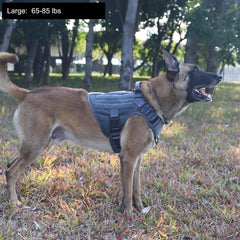ICEFANG boucles métalliques visibles sur harnais chien durabilité et sécurité