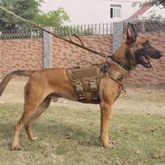 ICEFANG GN3 harnais tactique vue latérale droite avec système MOLLE pratique.
