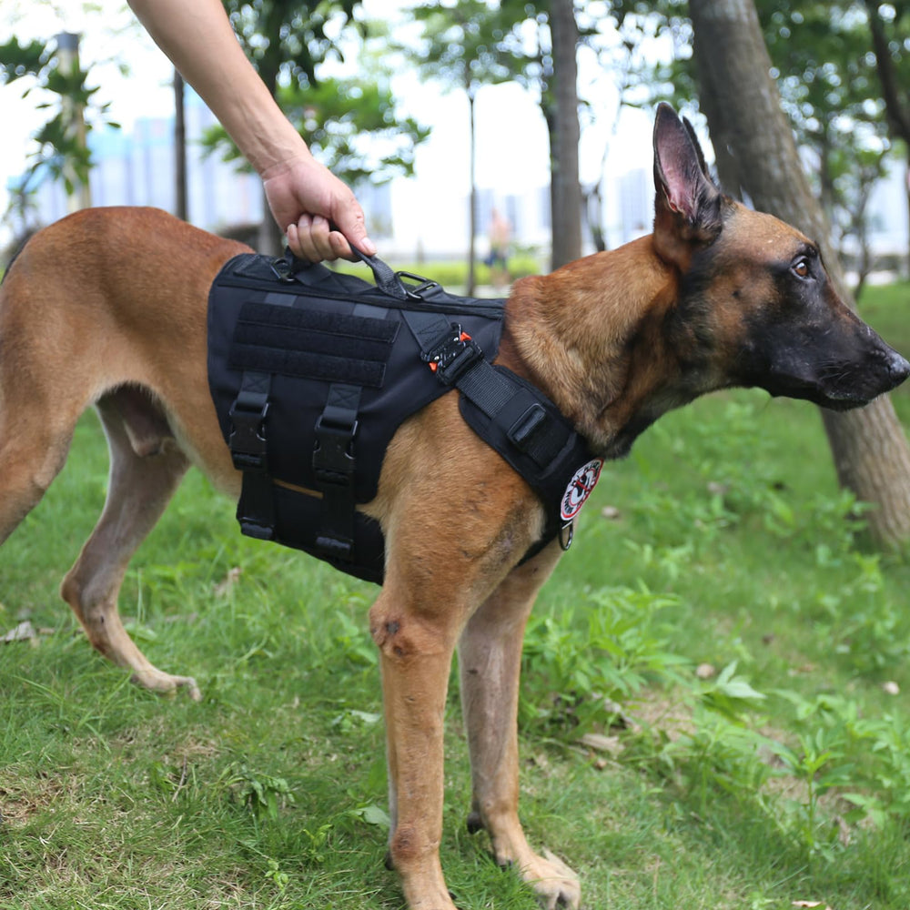 ICEFANG GN3 harnais tactique, panneaux MOLLE côté, possibilités d’ajouter accessoires.