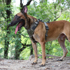 ICEFANG harnais moyen pour chien – attache-devant anti-pull favorise la marche