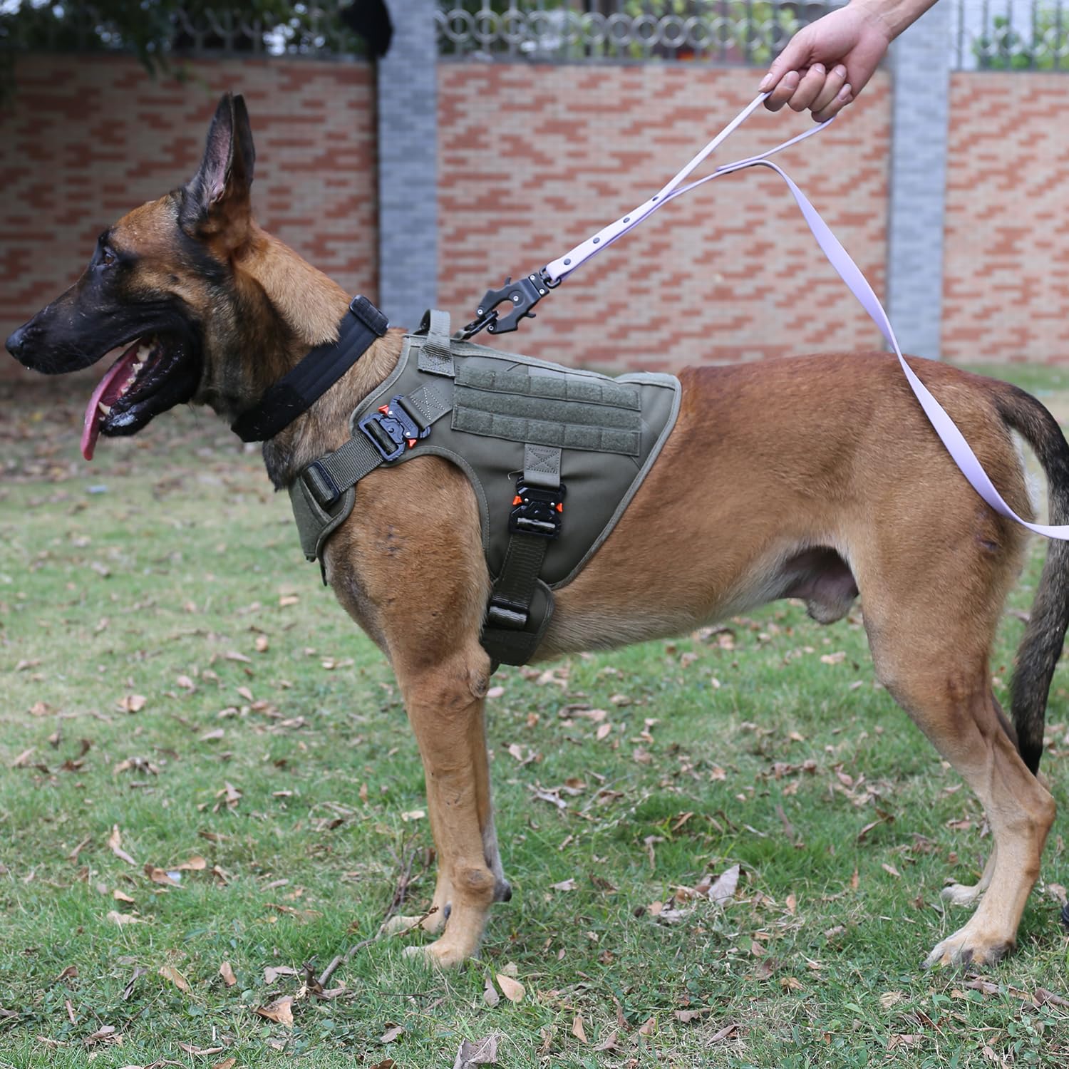 ICEFANG harnais K9 MOLLE pour chien, pratique en entrainement et accessoirisable.