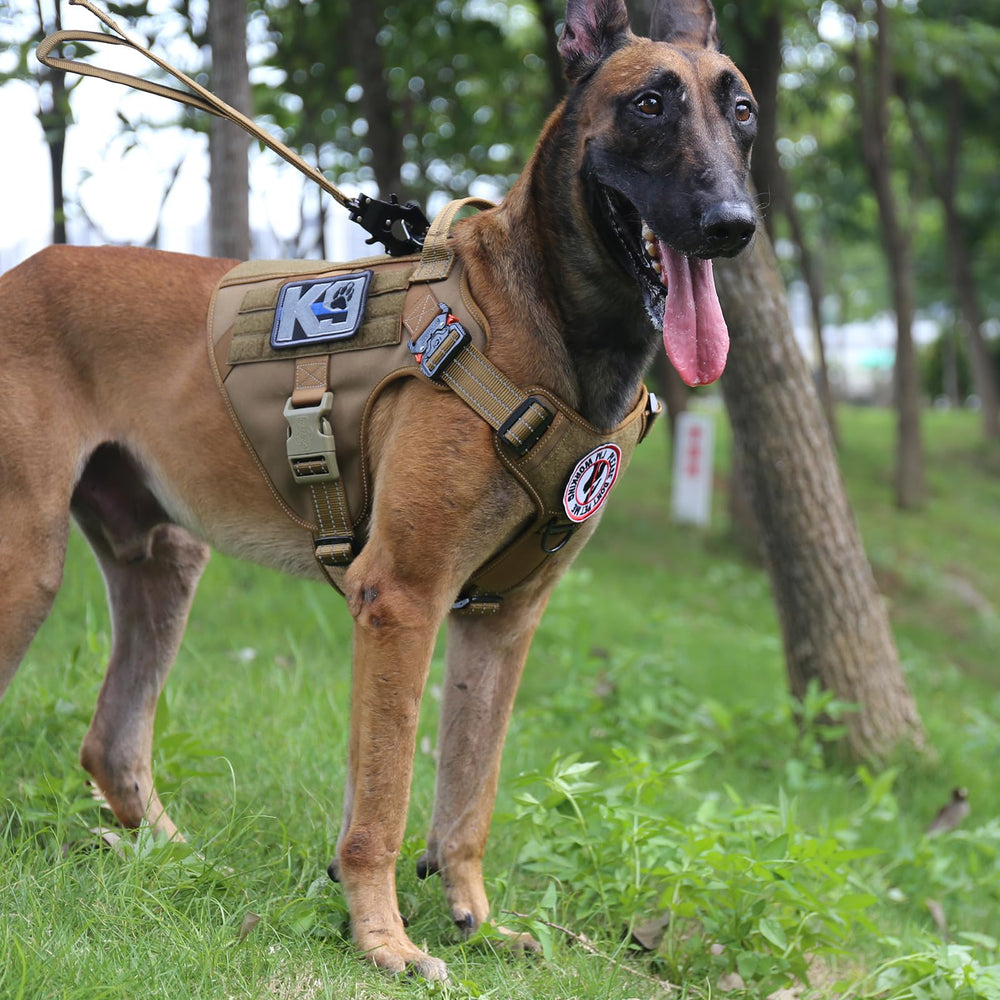 Patches et accessoires sur harnais ICEFANG pour personnalisation.