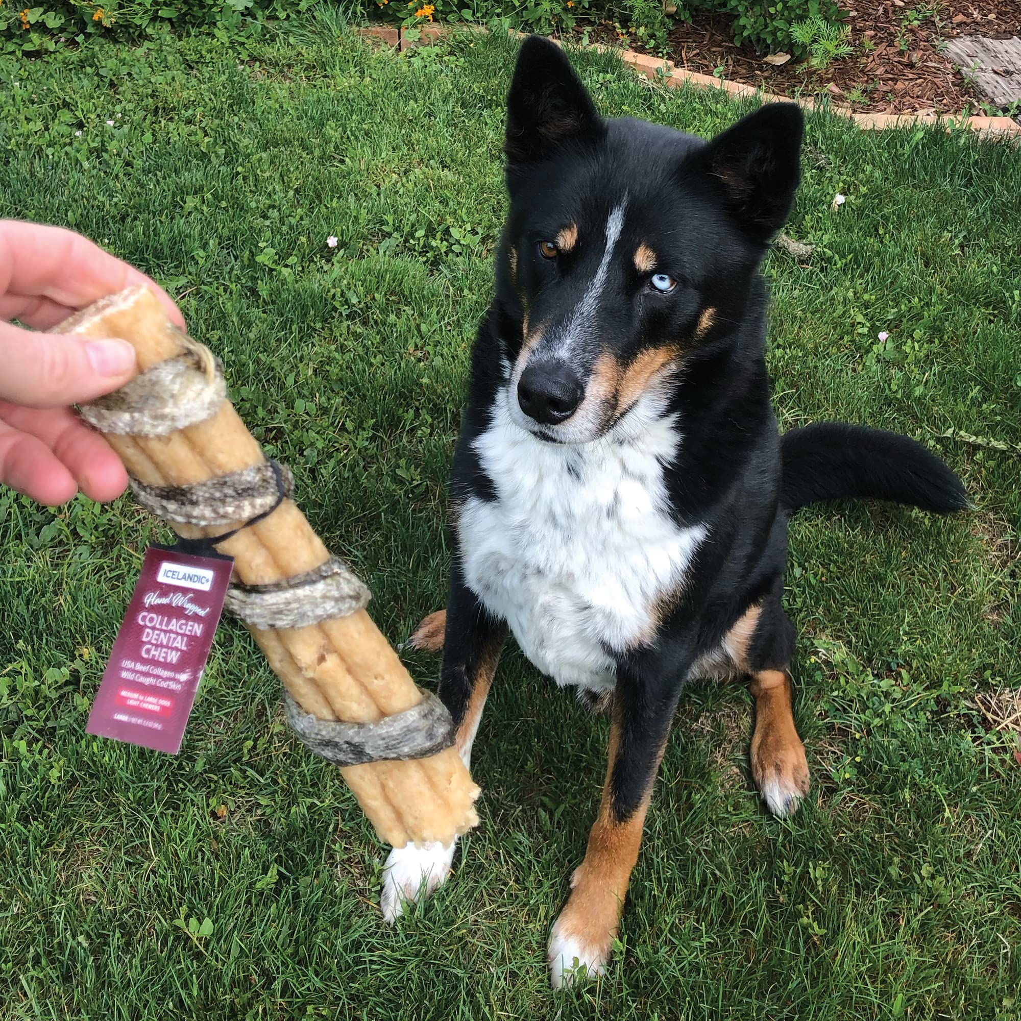 Snakc dentaire Icelandic+ pour chien boeuf et cod, 8 pouces