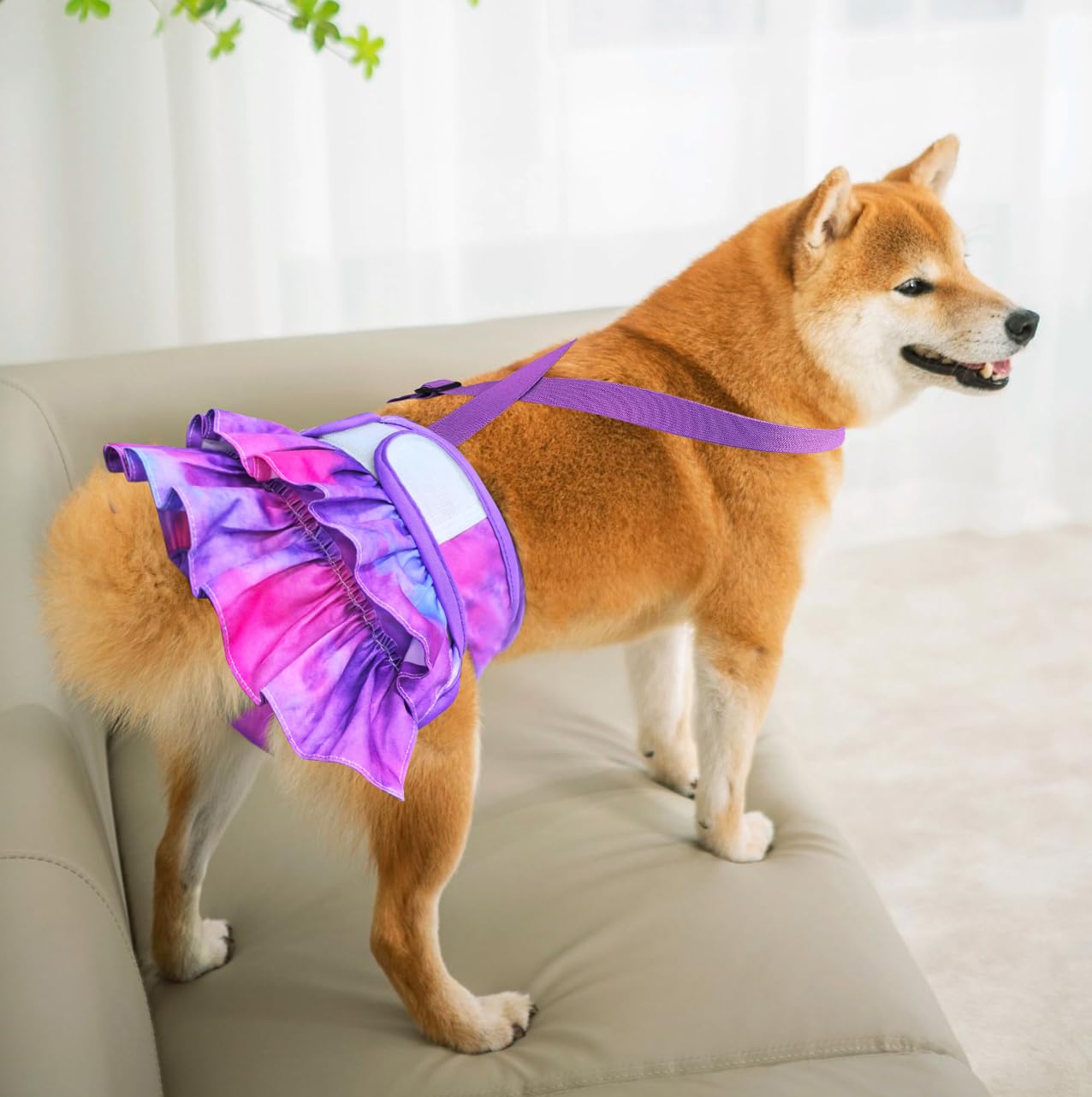 Idepet ensemble tailles XS S M pour petits et moyens chiens