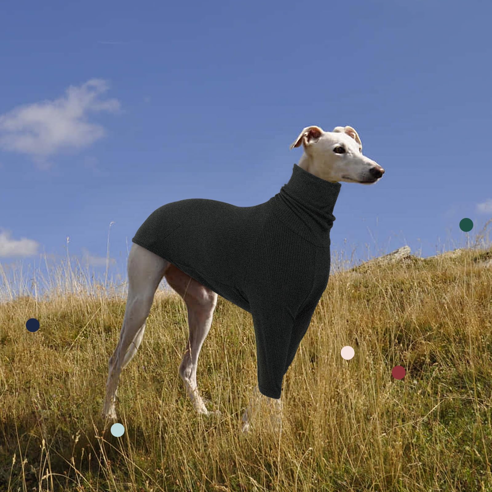 IECOii style-plein-air-greyhound: parfait pour les balades et les activités en plein air.