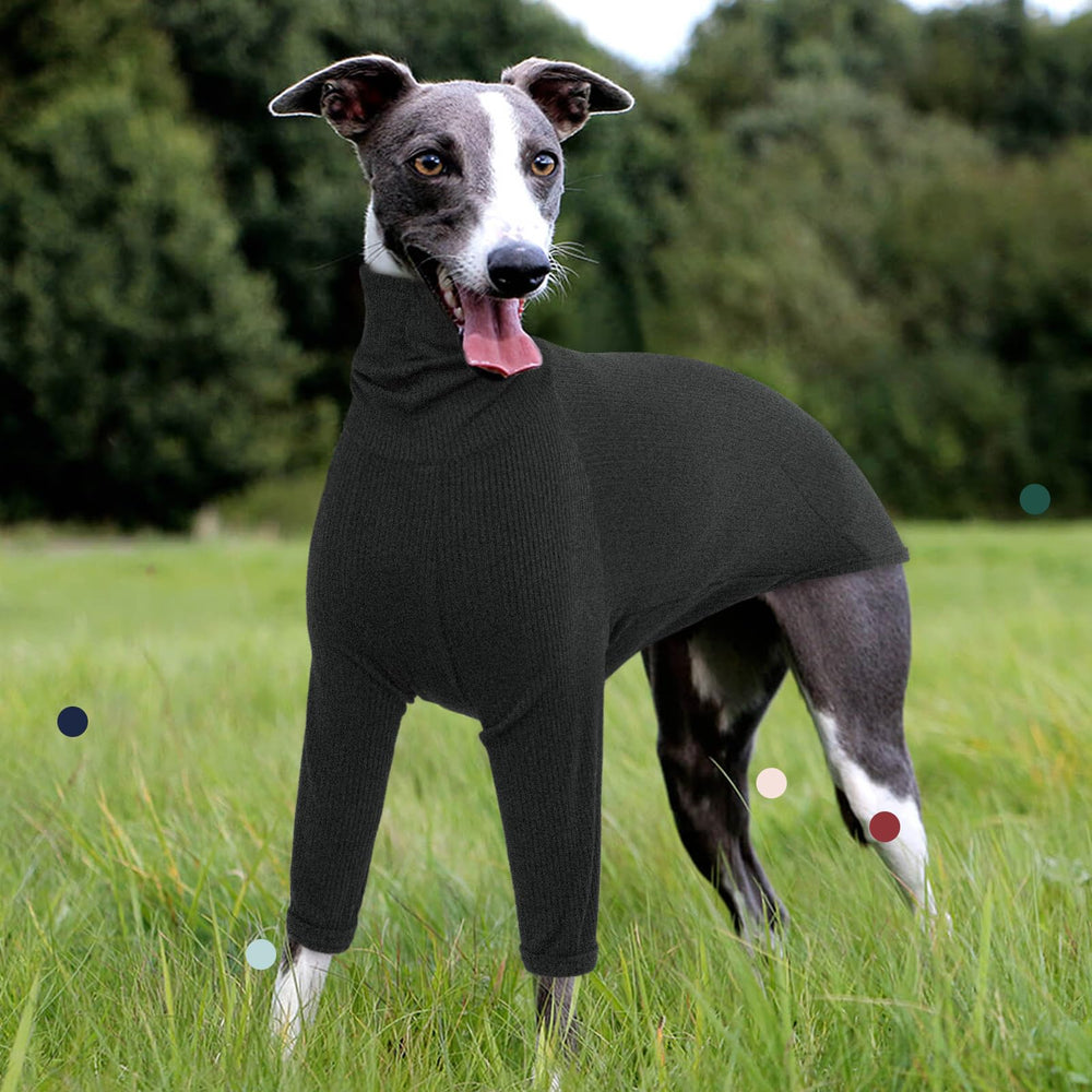 IECOii usage-quotidien-greyhound: idéal pour promenades et moments de repos.