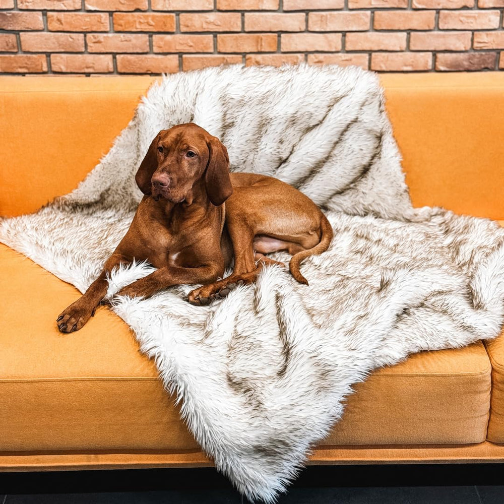 IHAPPYDOG usage polyvalent pour maison et déplacement.